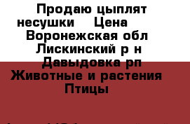 Продаю цыплят несушки  › Цена ­ 100 - Воронежская обл., Лискинский р-н, Давыдовка рп Животные и растения » Птицы   